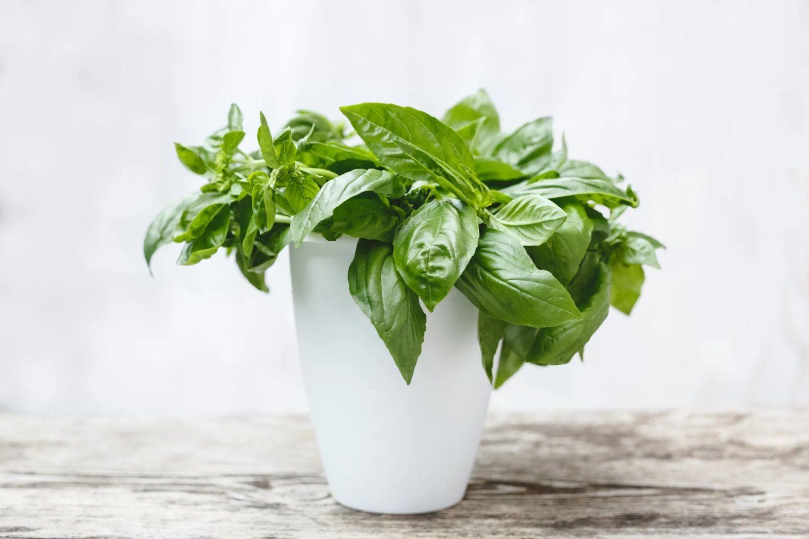 albahaca 1