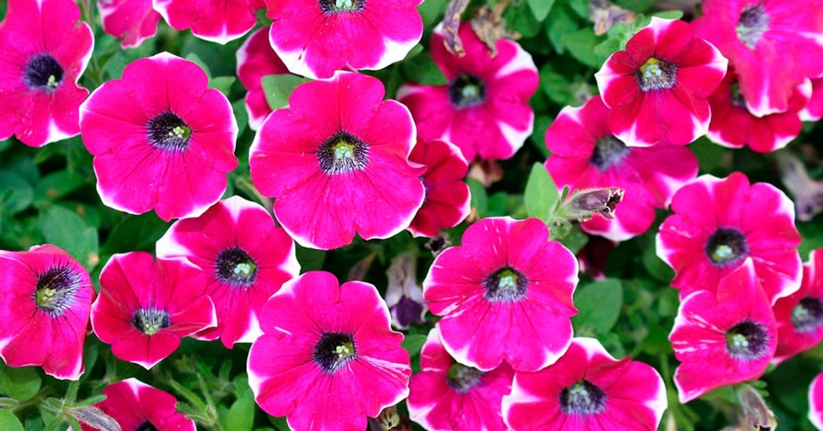 Plantas