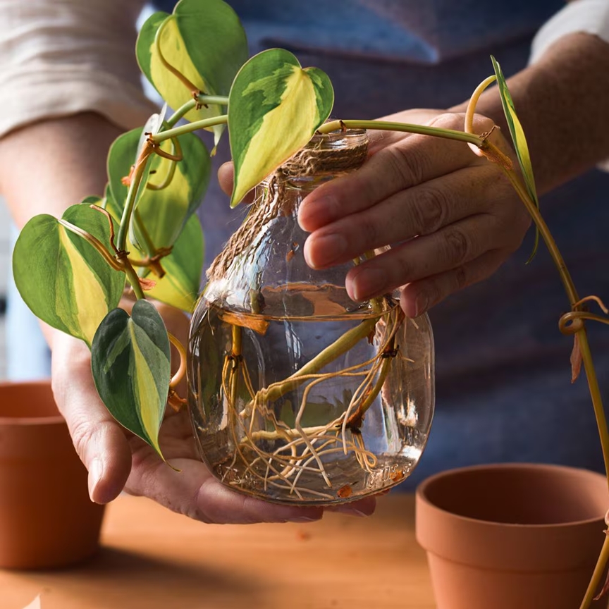plantas 2