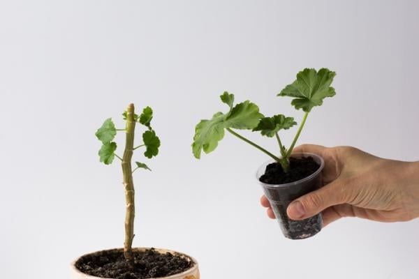 plantas 3
