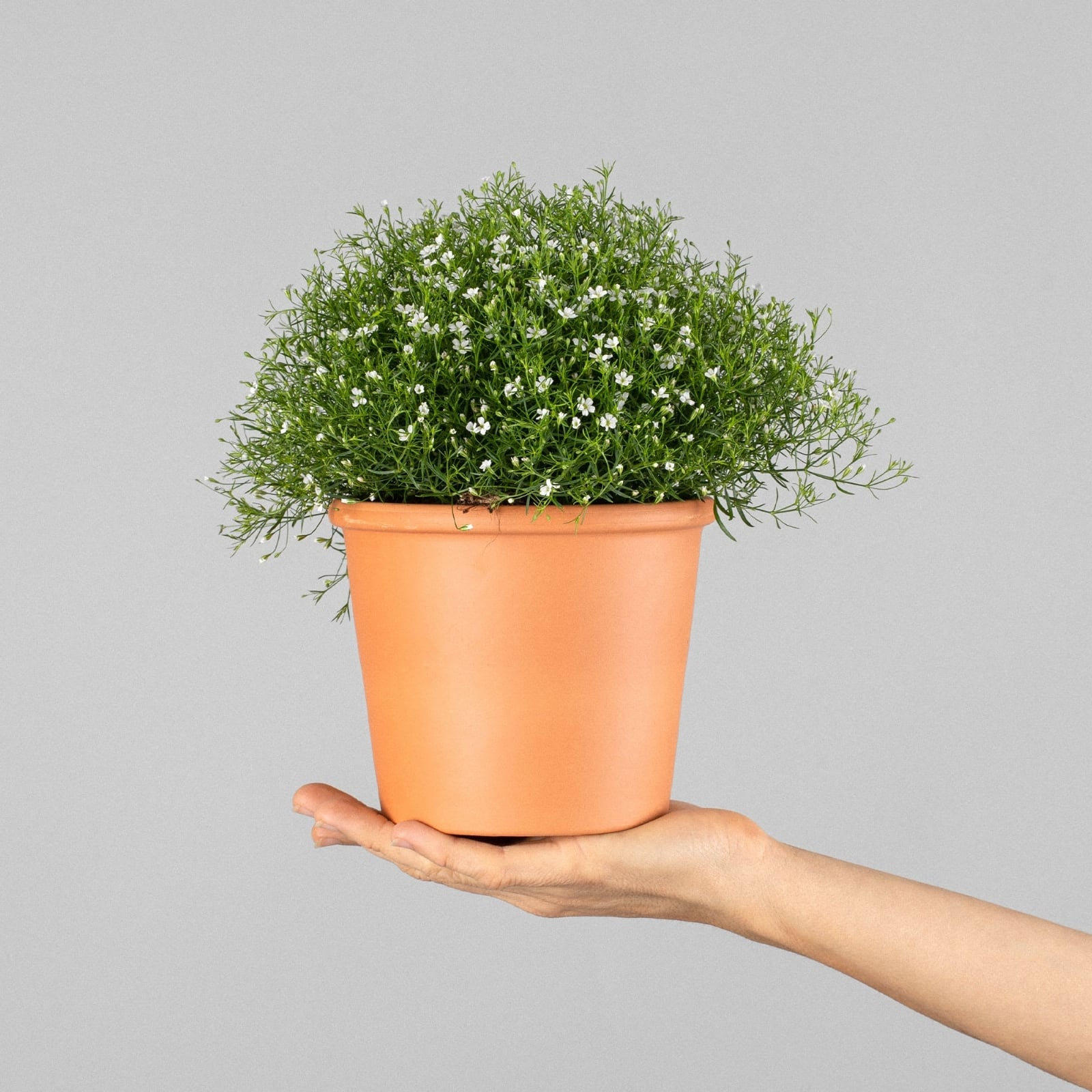 Planta 4