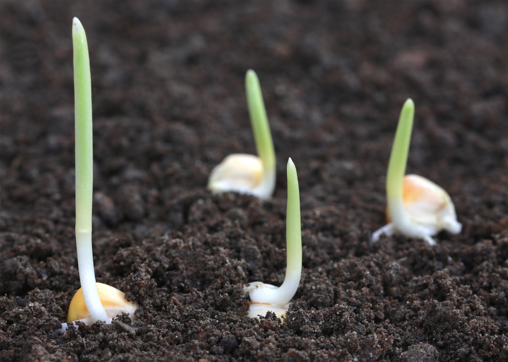 germinacion-de-maiz