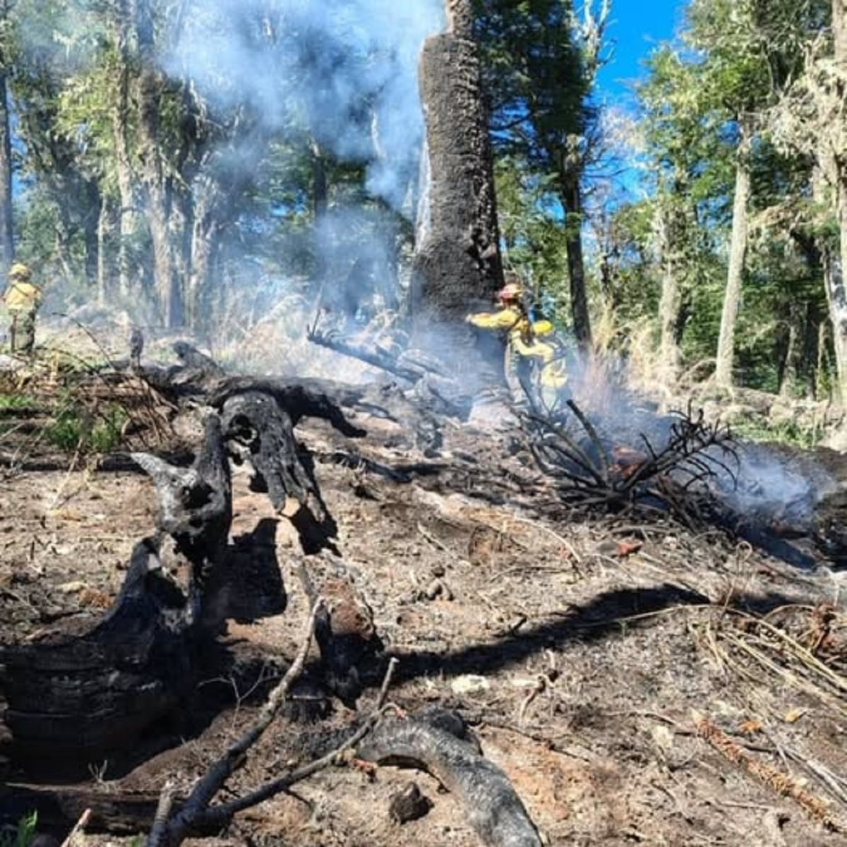 arbol quemado por un rayo