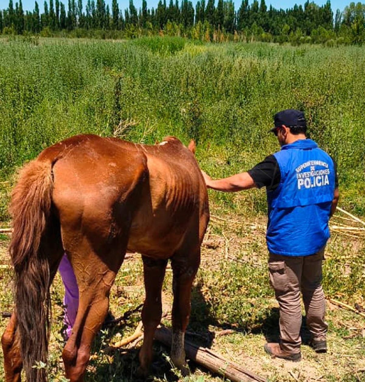 CABALLOS ABANDONADOS