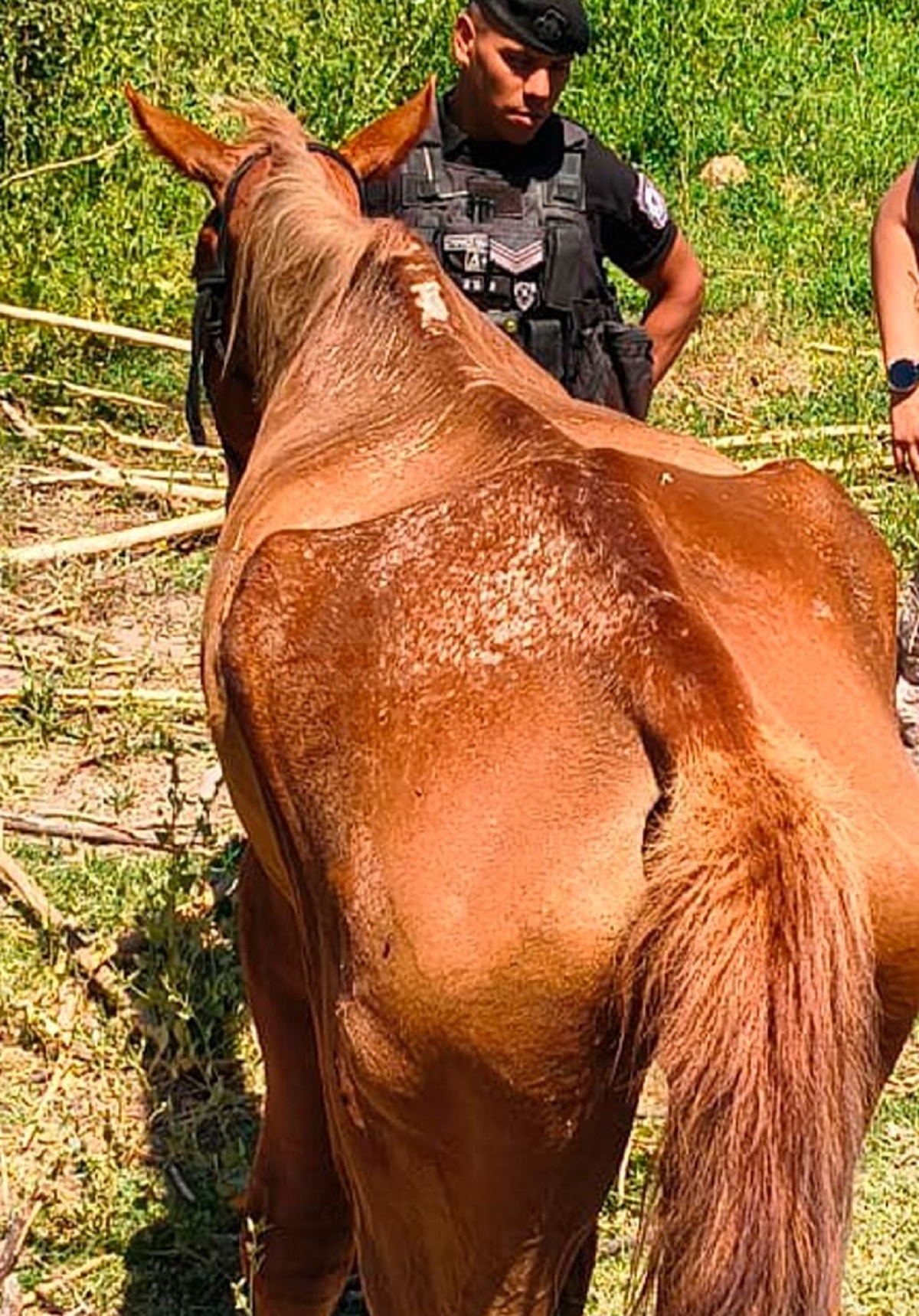 CABALLOS ABANDONADOS 1