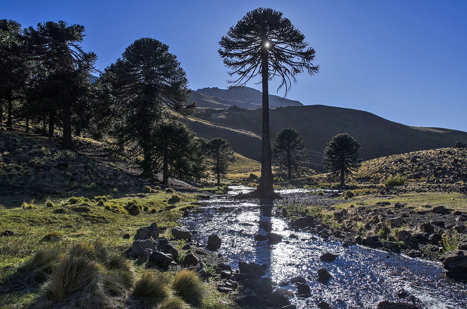 ruta del pehuén fuente Alberto Delloro