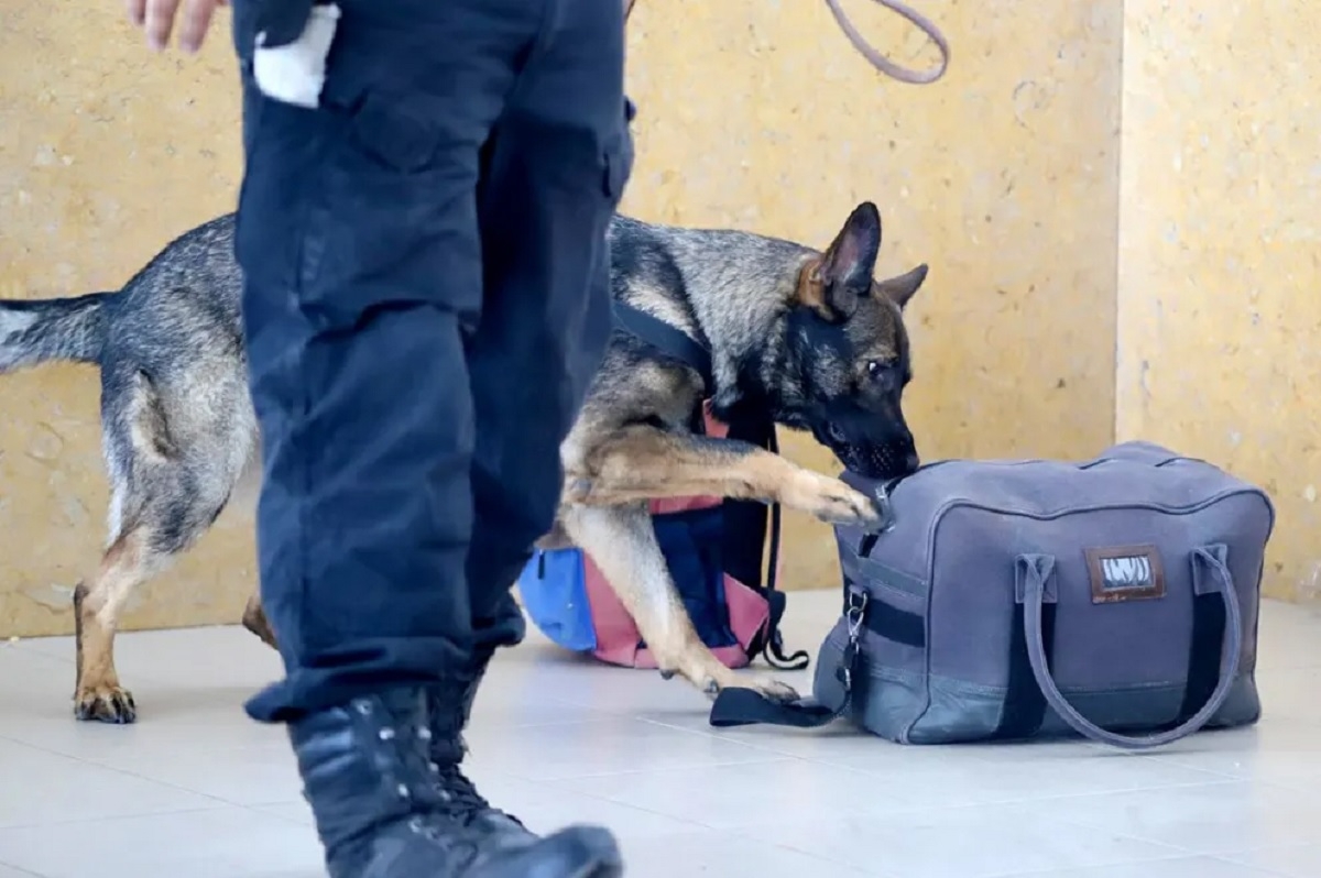 perro antidrogas neuquen