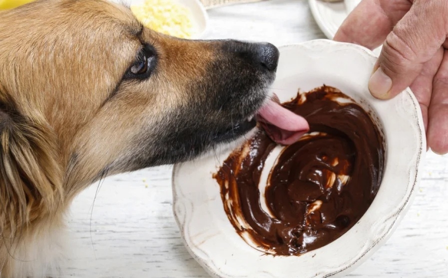 perro chocolate