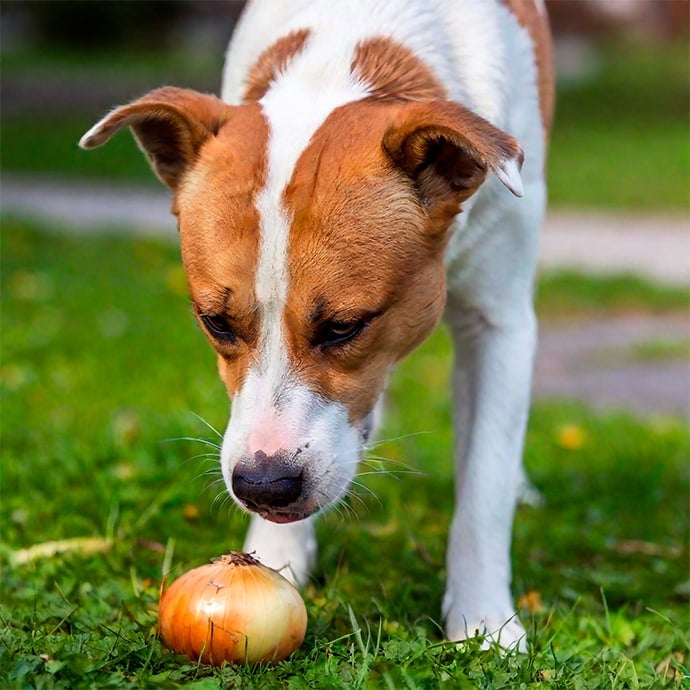 perro cebolla