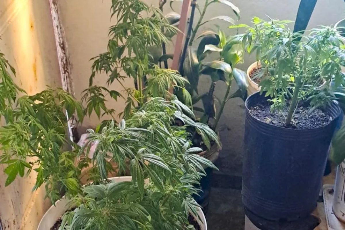 Plantas secuestradas en un allanamiento en Zapala. Fuente_ (Neuquén Informa) (1)