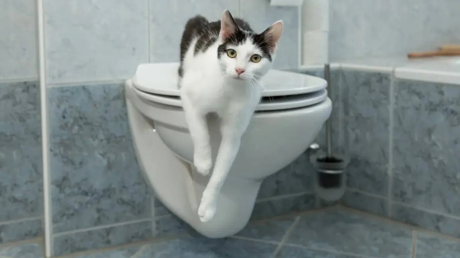 gatos