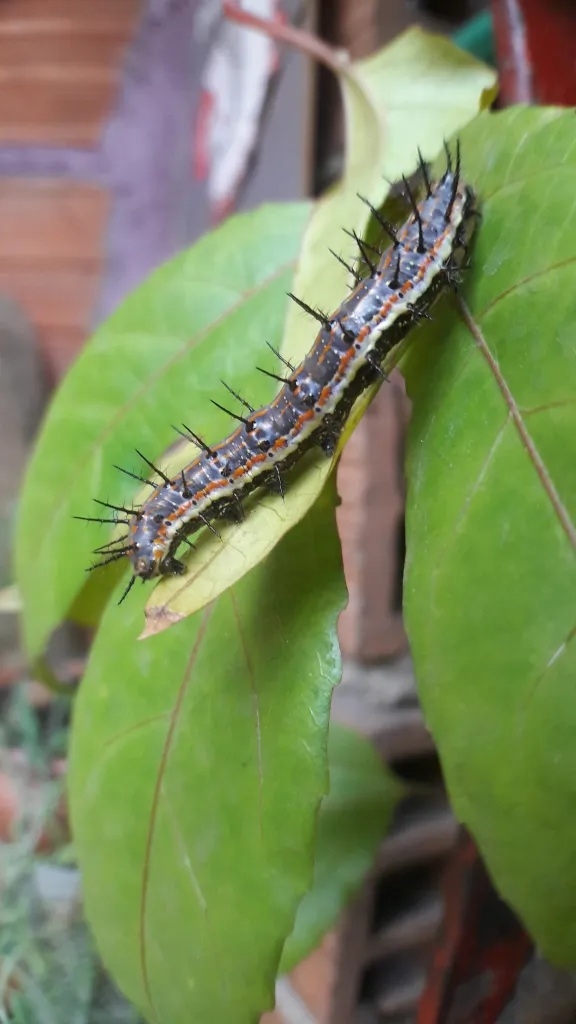 oruga
