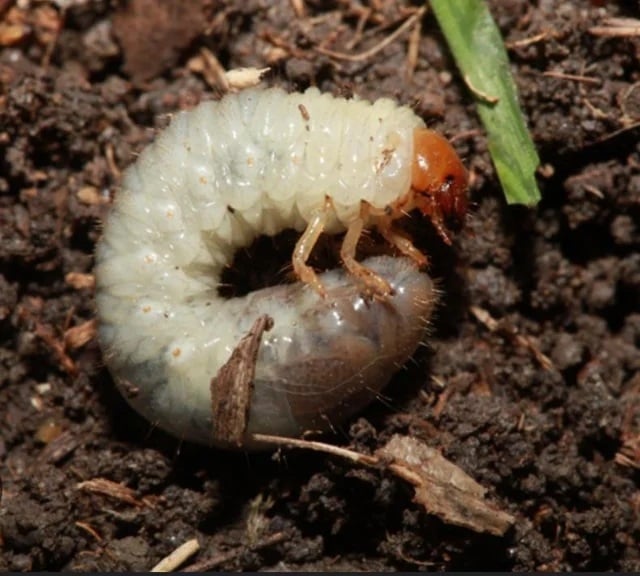 larvas