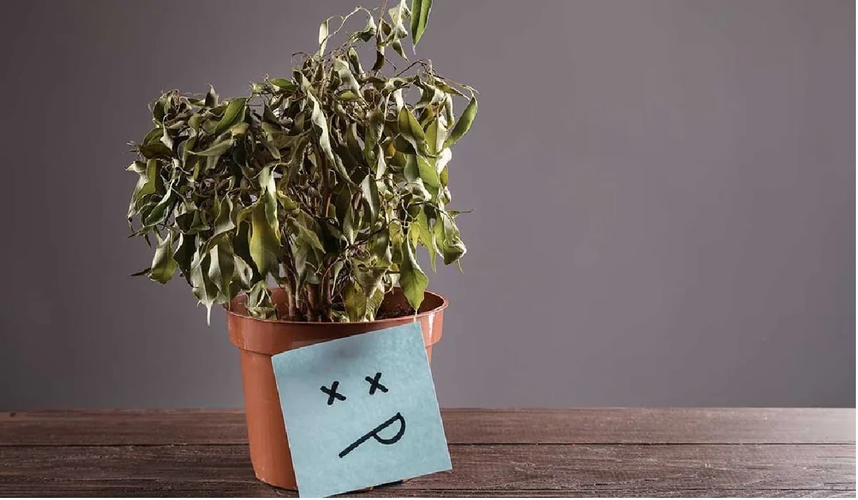 planta debil
