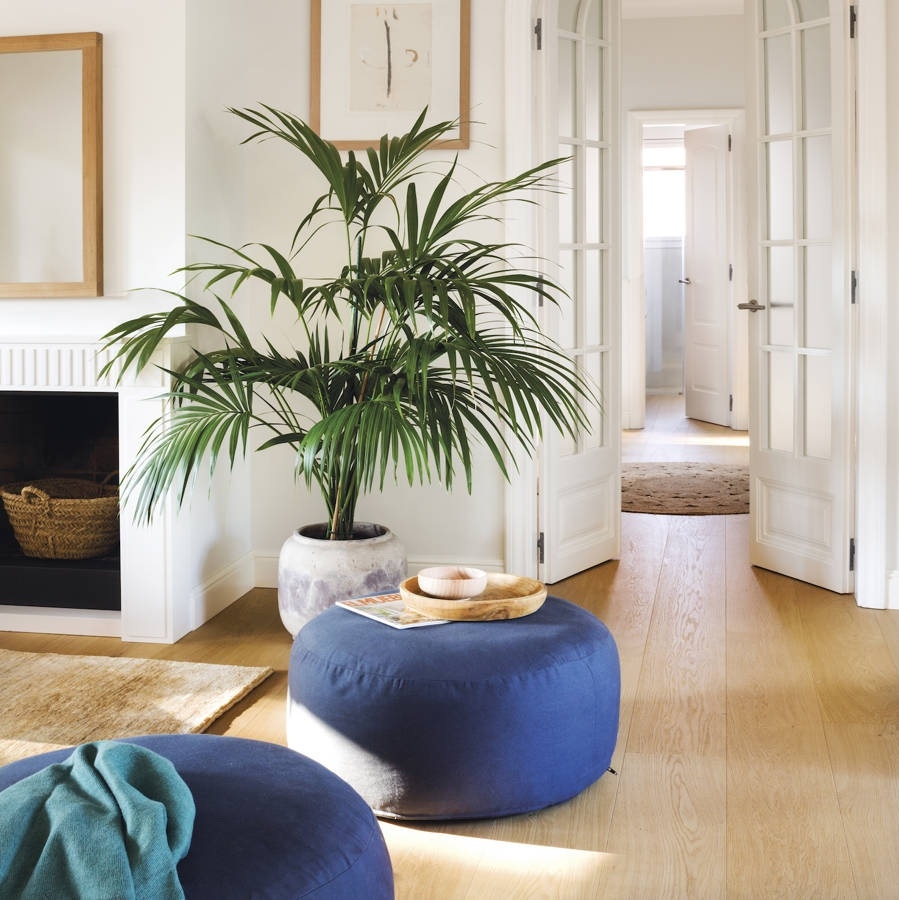 planta feng shui