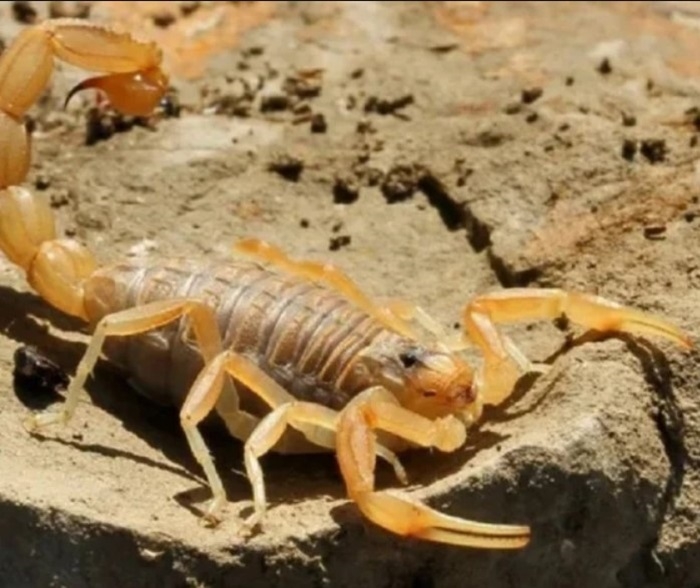 alacranes alerta digital
