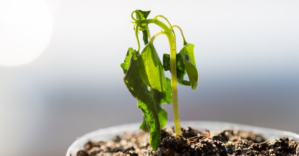 como-recuperar-planta-seca