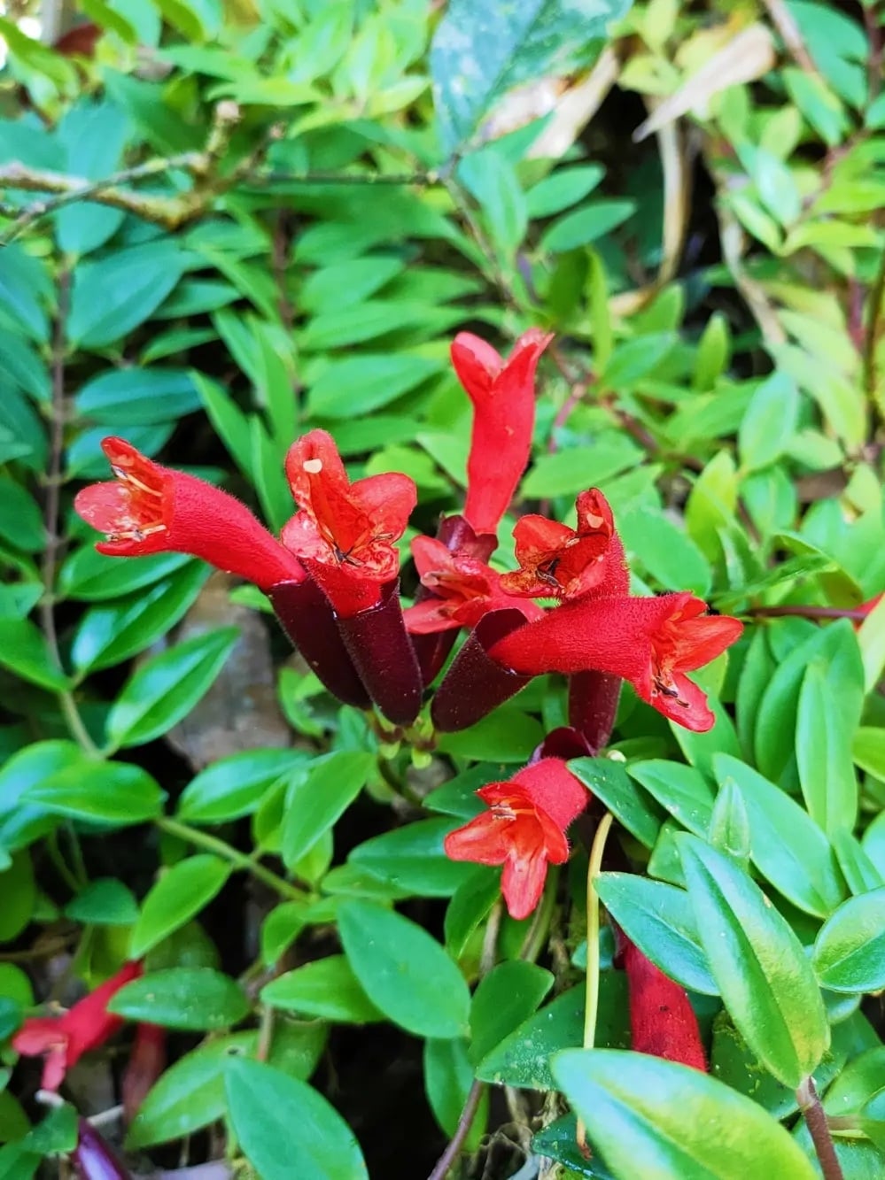 planta lipstick