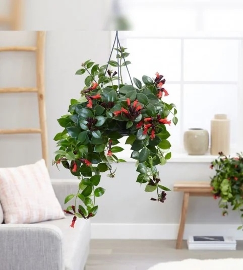 planta