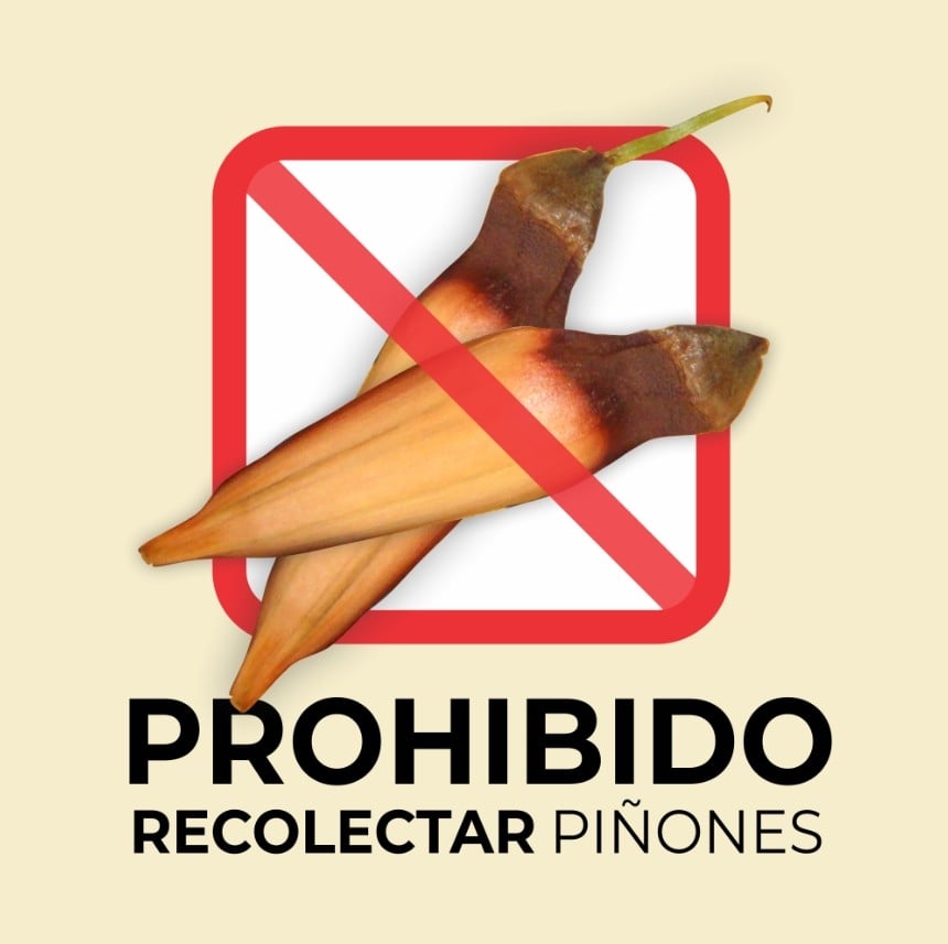 piñones face