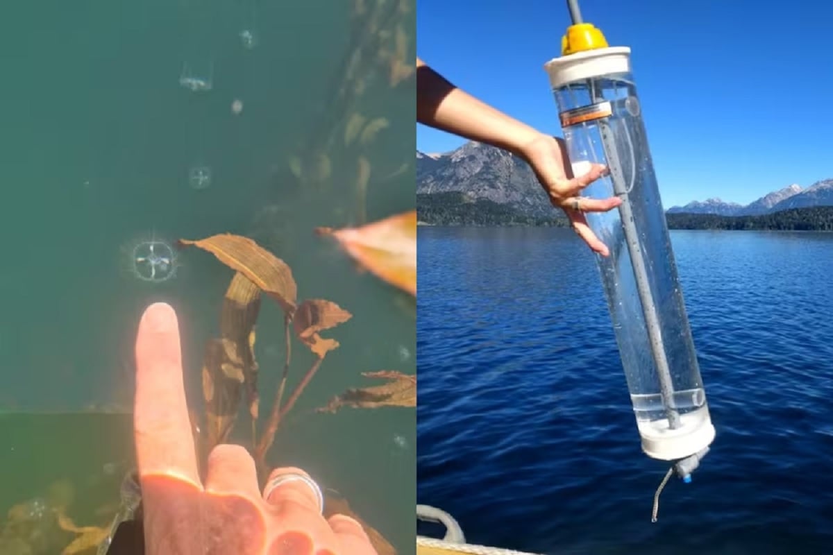 medusas de agua dulce