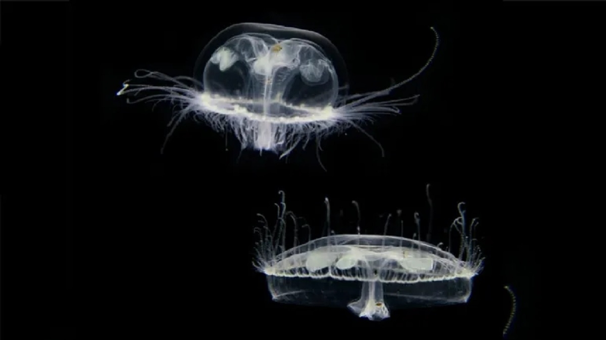 medusas de agua dulce 1