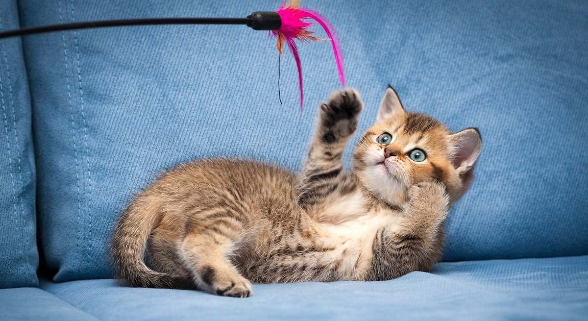 1200x655_gato-jugando-cana-istock