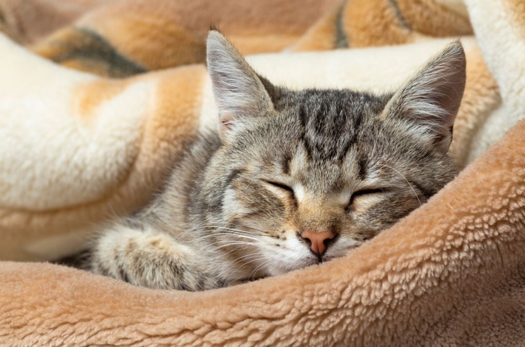 gato gatito