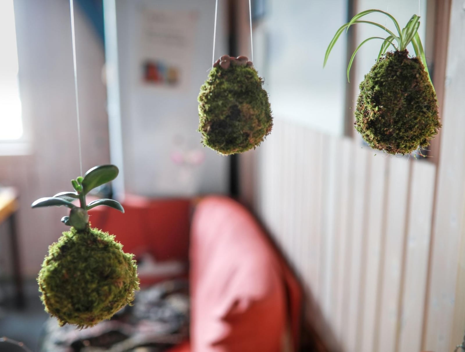 plantas