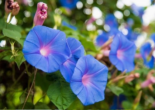 flor