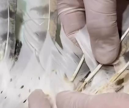 El momento en el que le implantan una pluma nueva. Fuente_ (Instagram)
