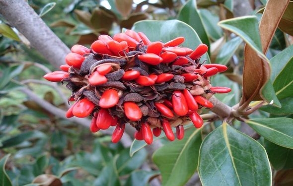 magnolio
