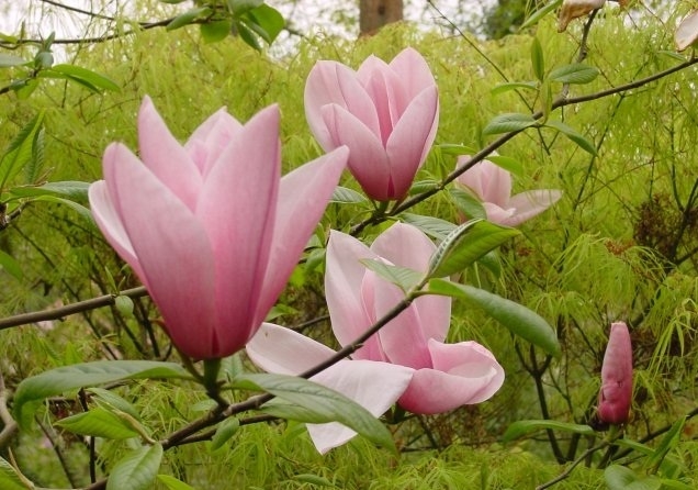 magnolia