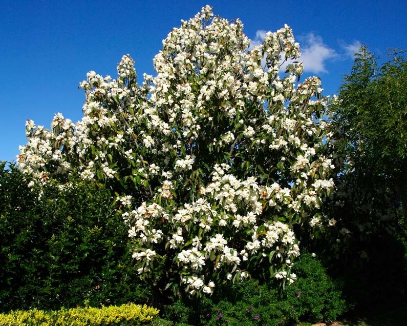 magnolia
