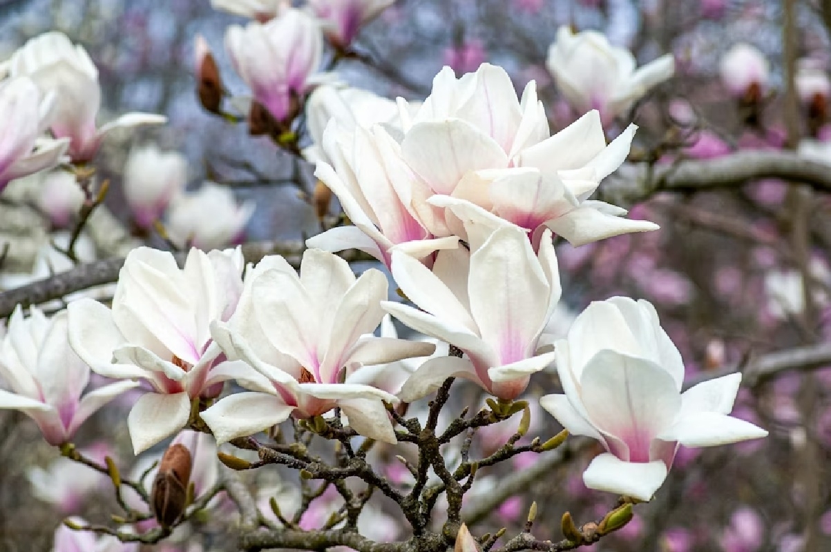 magnolia