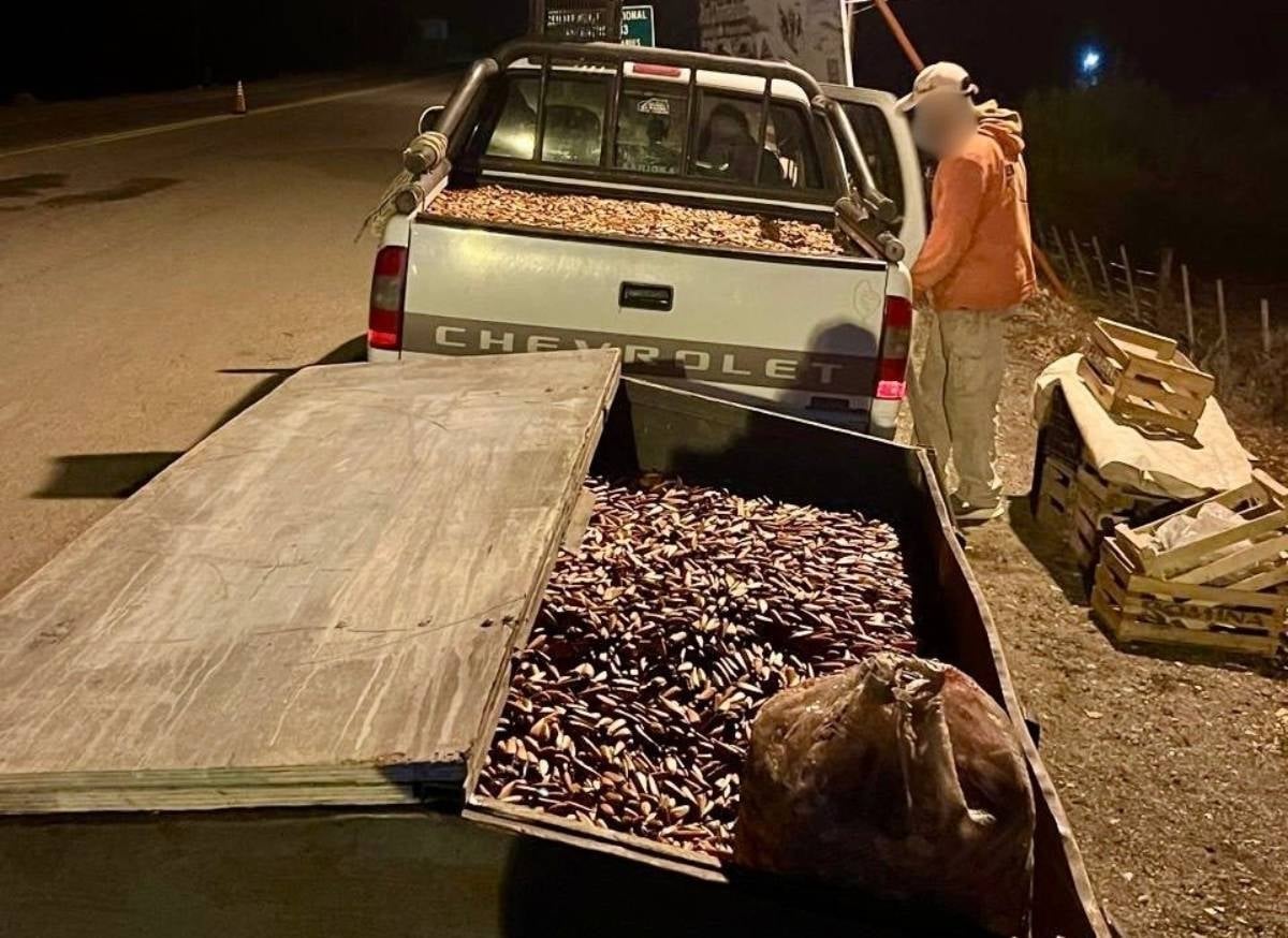 Piñones secuestrados cerca de Junín de los Andes. Fuente_ (Dirección Provincial de Fauna)