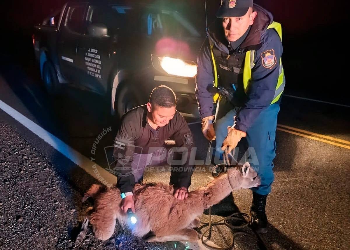 La policia rescató a un guanaco cerca de Villa La Angostura. Fuente_ (Policía del Neuquén)