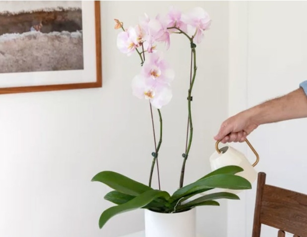 orquidea