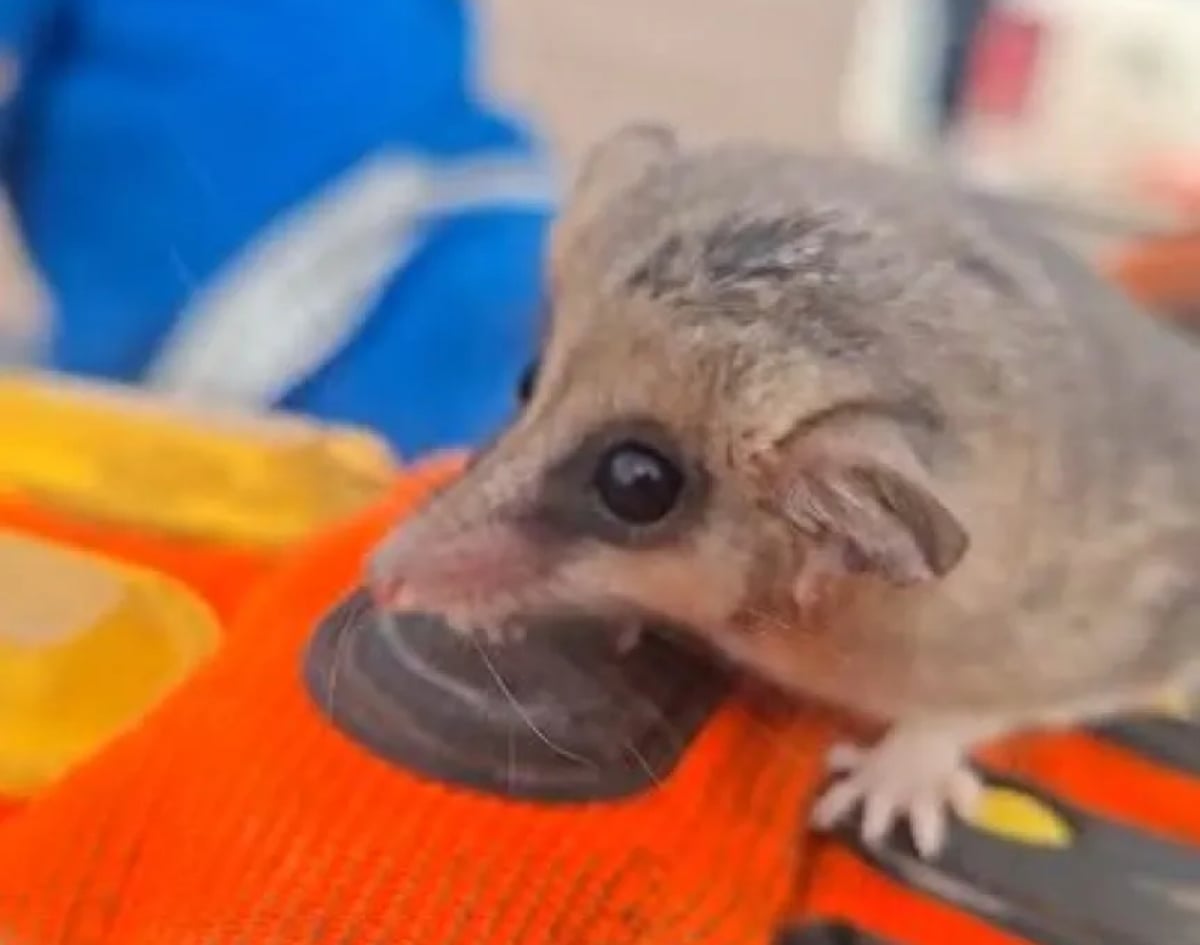 El monito de monte fue rescatado en un pozo petrolero. Fuente_ (X)